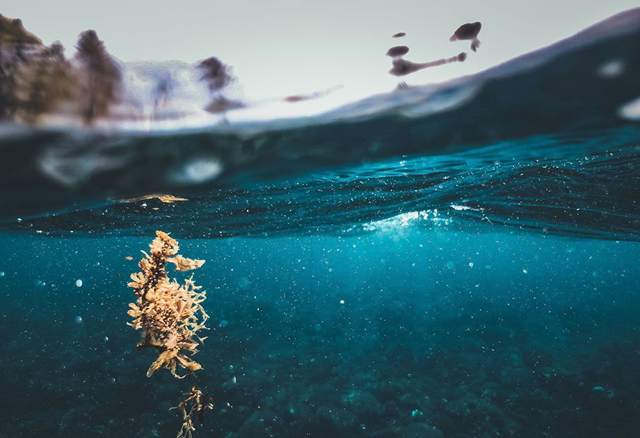 Oceano (1)
