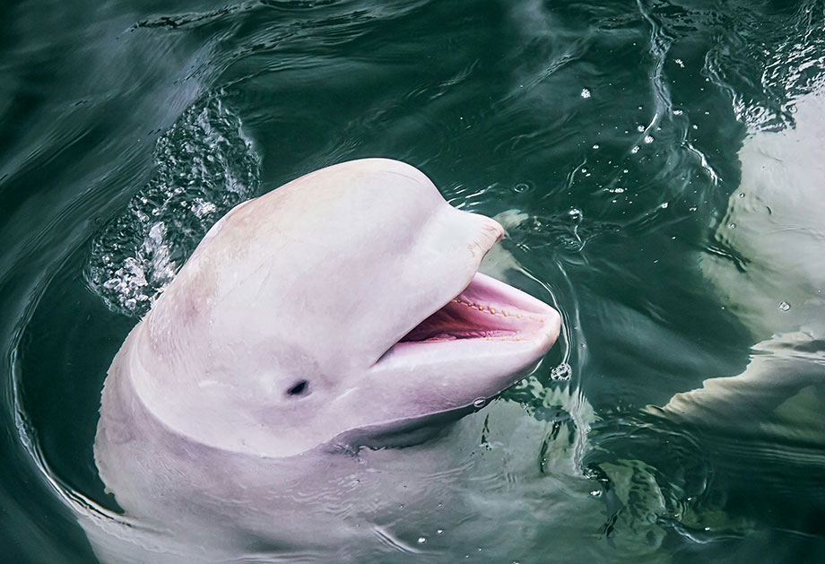 Beluga